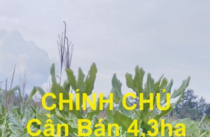 CHÍNH CHỦ Cần Bán 4,3ha Đất Đỏ Bazan Tại xã Đak Smar huyện KBang, Tỉnh Gia Lai.